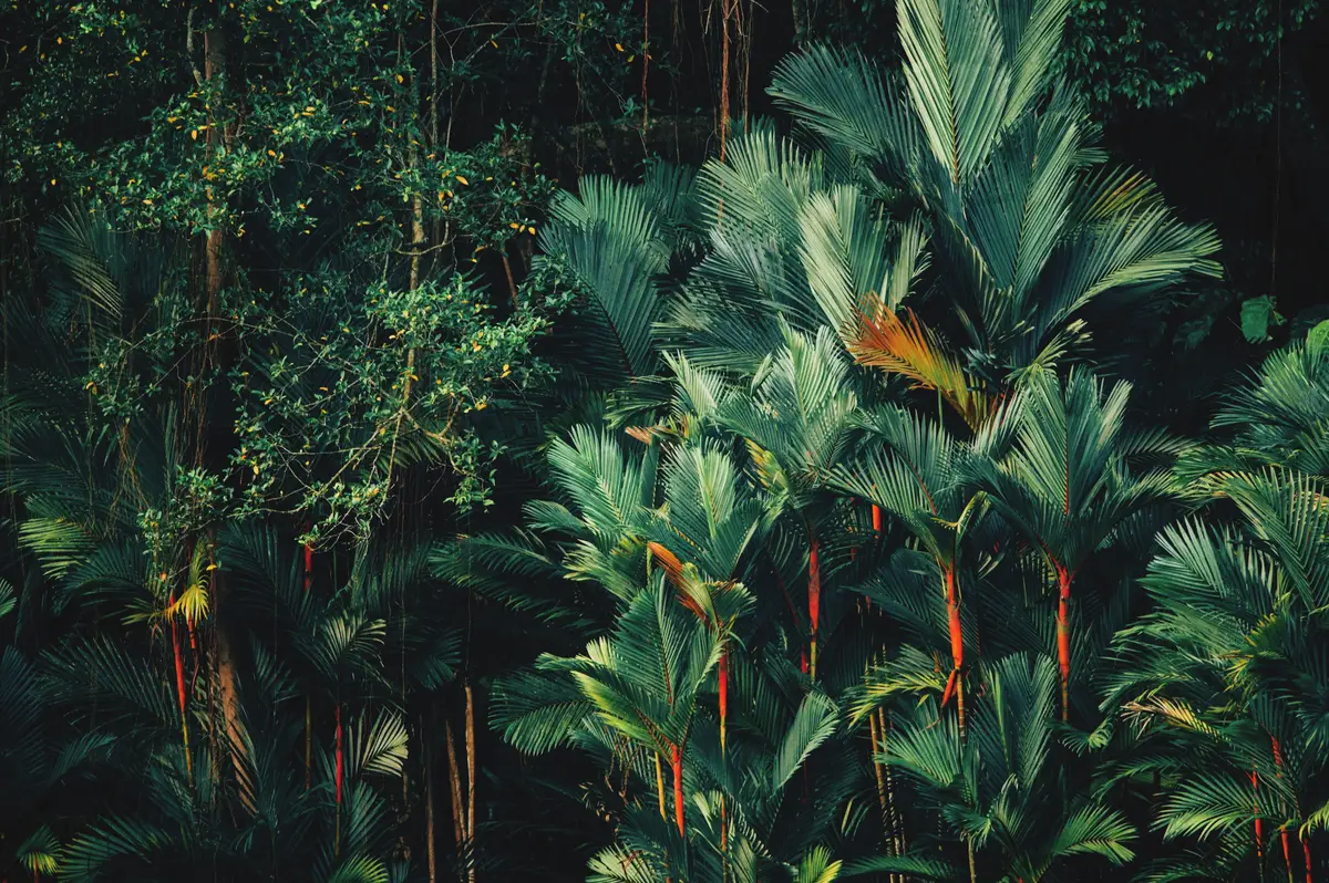 Dense green foliage