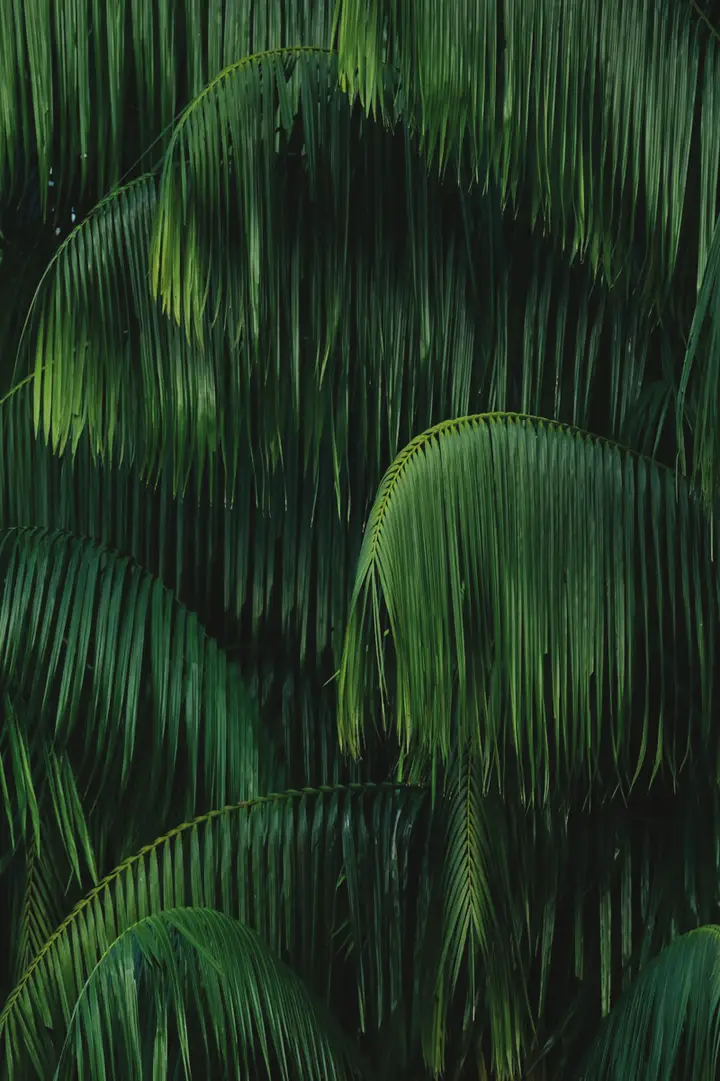 Palm and fern canopy